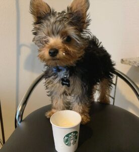 Meet Elly – Adorable AKC Teacup Yorkie Puppy for Sale