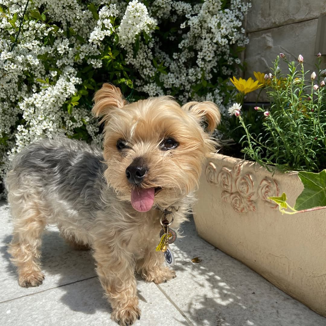 Janis Female Yorkie puppy